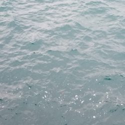 出勤前に鰤！！