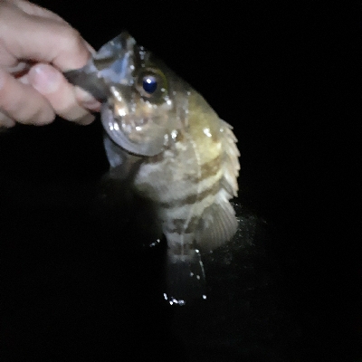 メバル良くなってきています！