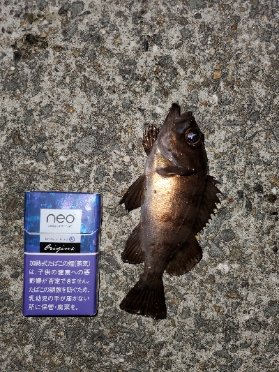 大潮微風メバリング