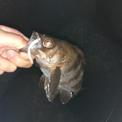 今日のメバルはしぶいです