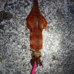 釣れる事を信じて