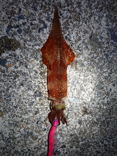 釣れる事を信じて