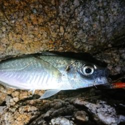 メバリングが……