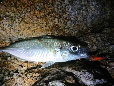 メバリングが……