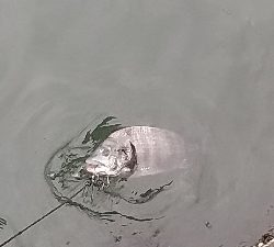 １年ぶりのクロダイ