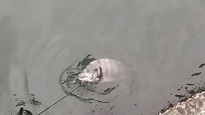 １年ぶりのクロダイ