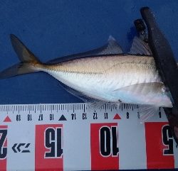 久しぶりの良型!