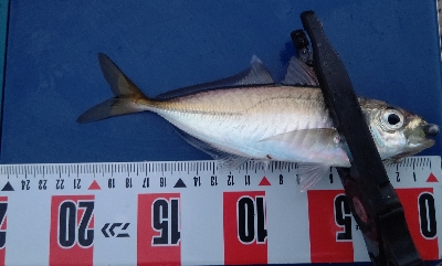 久しぶりの良型!