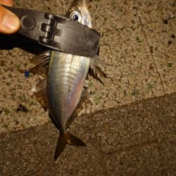 アジング修行っ！！