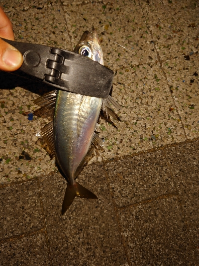 アジング修行っ！！