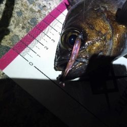 サイズアップ目指して