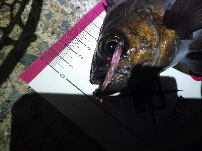 サイズアップ目指して