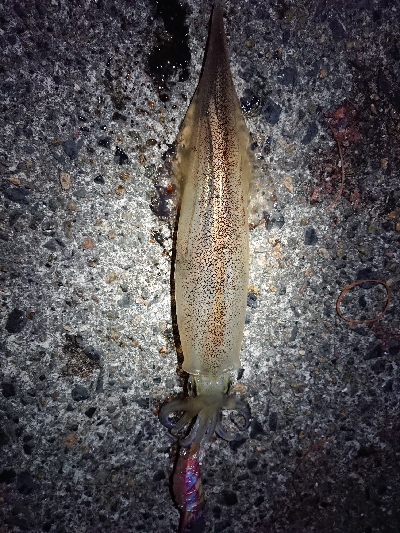 月夜ヤリイカエギング