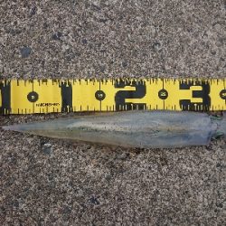 ヤリイカエギング