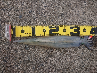 ヤリイカエギング