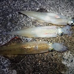 仕事終わりヤリイカ狙い