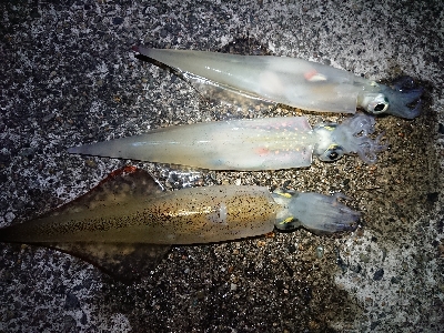 仕事終わりヤリイカ狙い