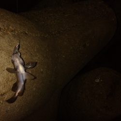 メバルプラッキング