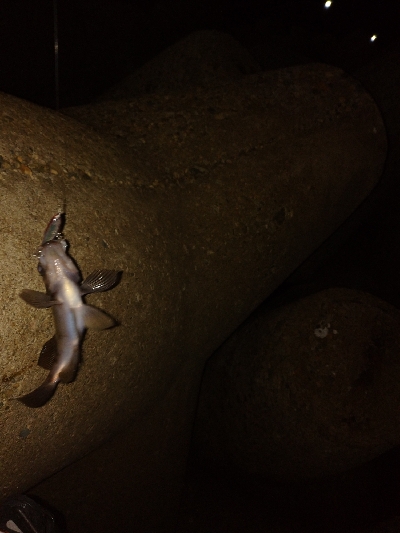 メバルプラッキング