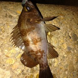 強風メバルプラッキング