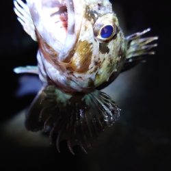 寒の戻りガシラ釣行