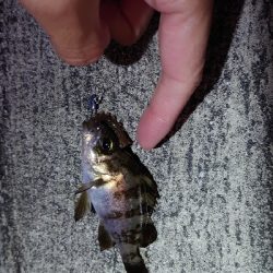 チビメバリング