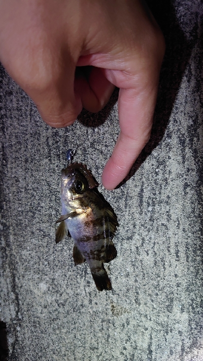 チビメバリング