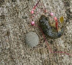 花見ガレイ不発もアイナメGET！