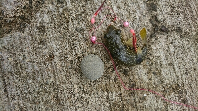 花見ガレイ不発もアイナメGET！