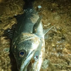 今年初シーバス！