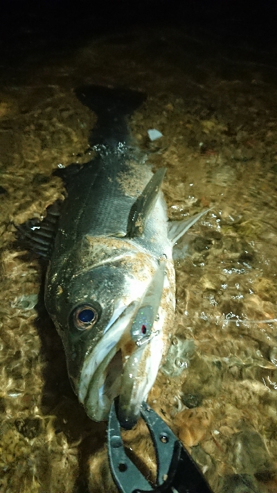 今年初シーバス！