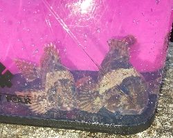 ナイトライトゲーム