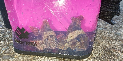 ナイトライトゲーム