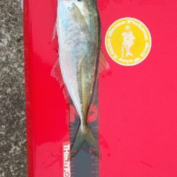 上越管釣りアジング