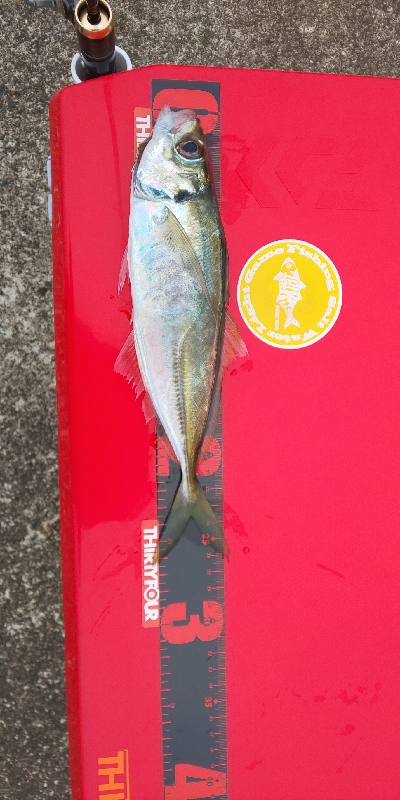 上越管釣りアジング