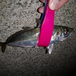 今日もアジ狙い