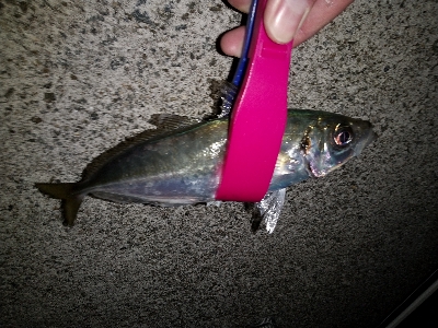 今日もアジ狙い