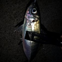 今日もアジ狙い