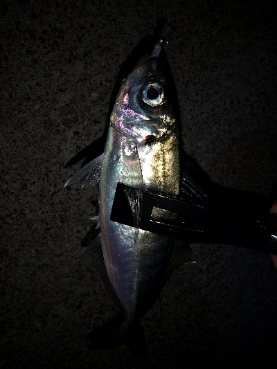 今日もアジ狙い