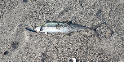 サゴシ絶好調！