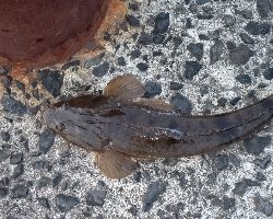 マゴチ今年初！