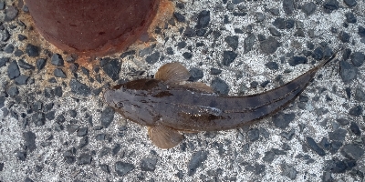 マゴチ今年初！