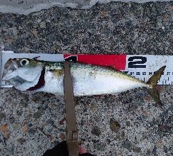 アジの刺身が食べたくて