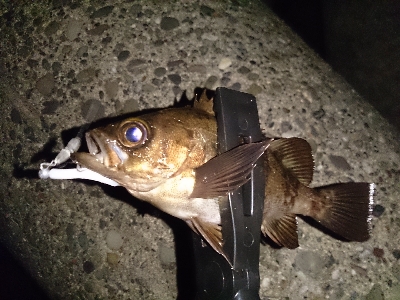 強風ライトゲーム