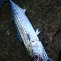 磯ヒラ狙いでしたが、、、