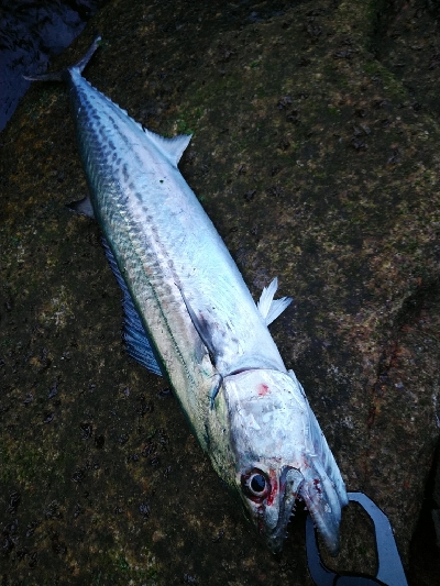 磯ヒラ狙いでしたが、、、