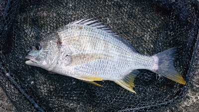 フッキングの練習