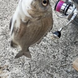 西表島大原港にてチヌ釣り