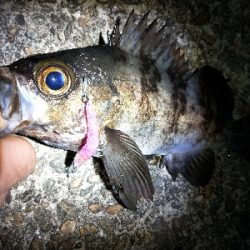 釣具屋ついでにメバルと戯れ