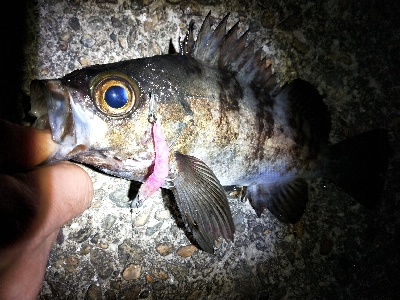 釣具屋ついでにメバルと戯れ